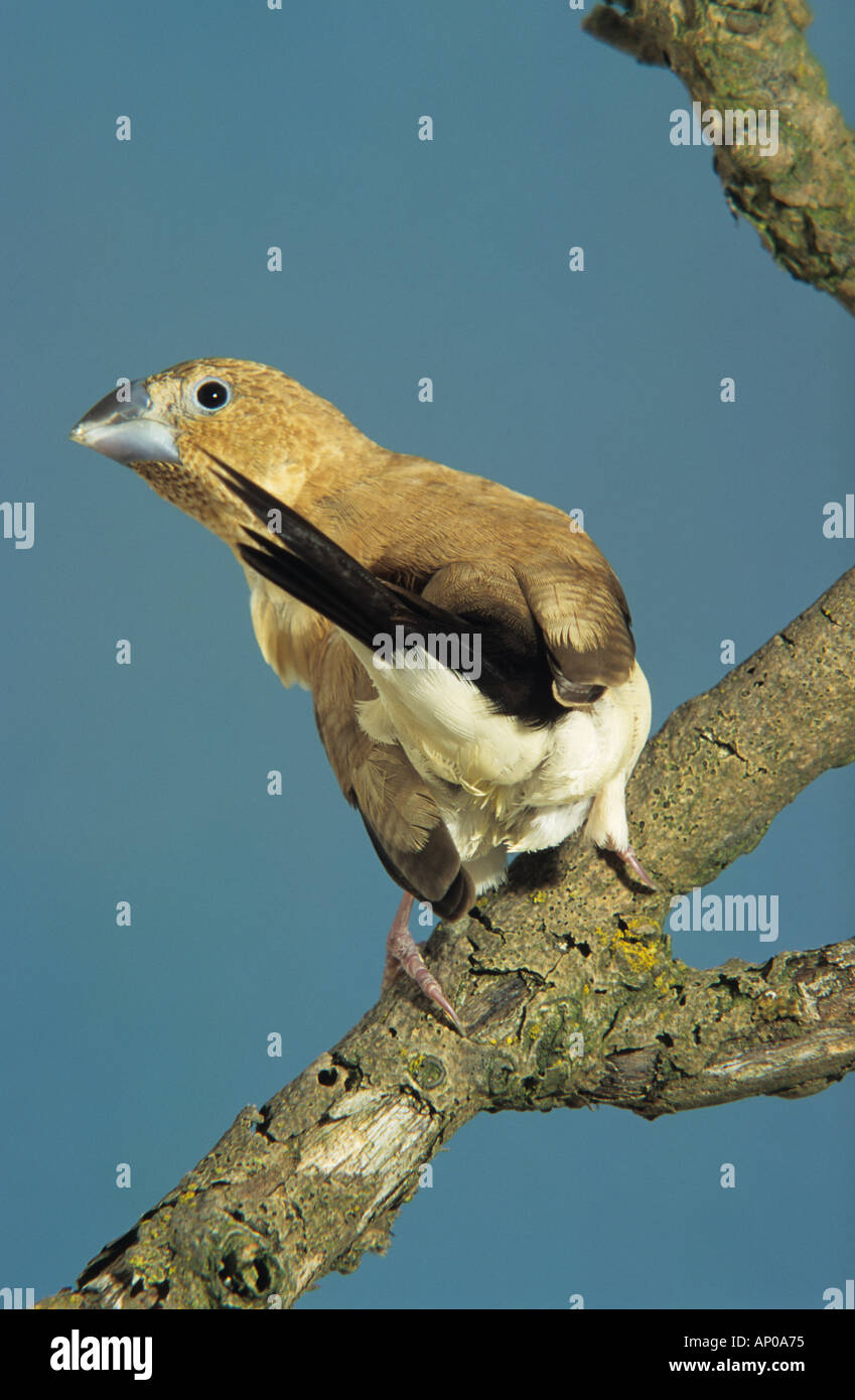Indian Silverbill (Euodice Malabarica). Warbling Silverbill, gemeinsame Silverbill, White rumped Munia, weiß-Psephotus Silverbill, weißer-throated Munia, Stockfoto