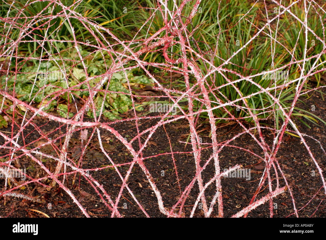 RUBUS COCKBURNIANUS GOLDENVALE IM WINTER Stockfoto