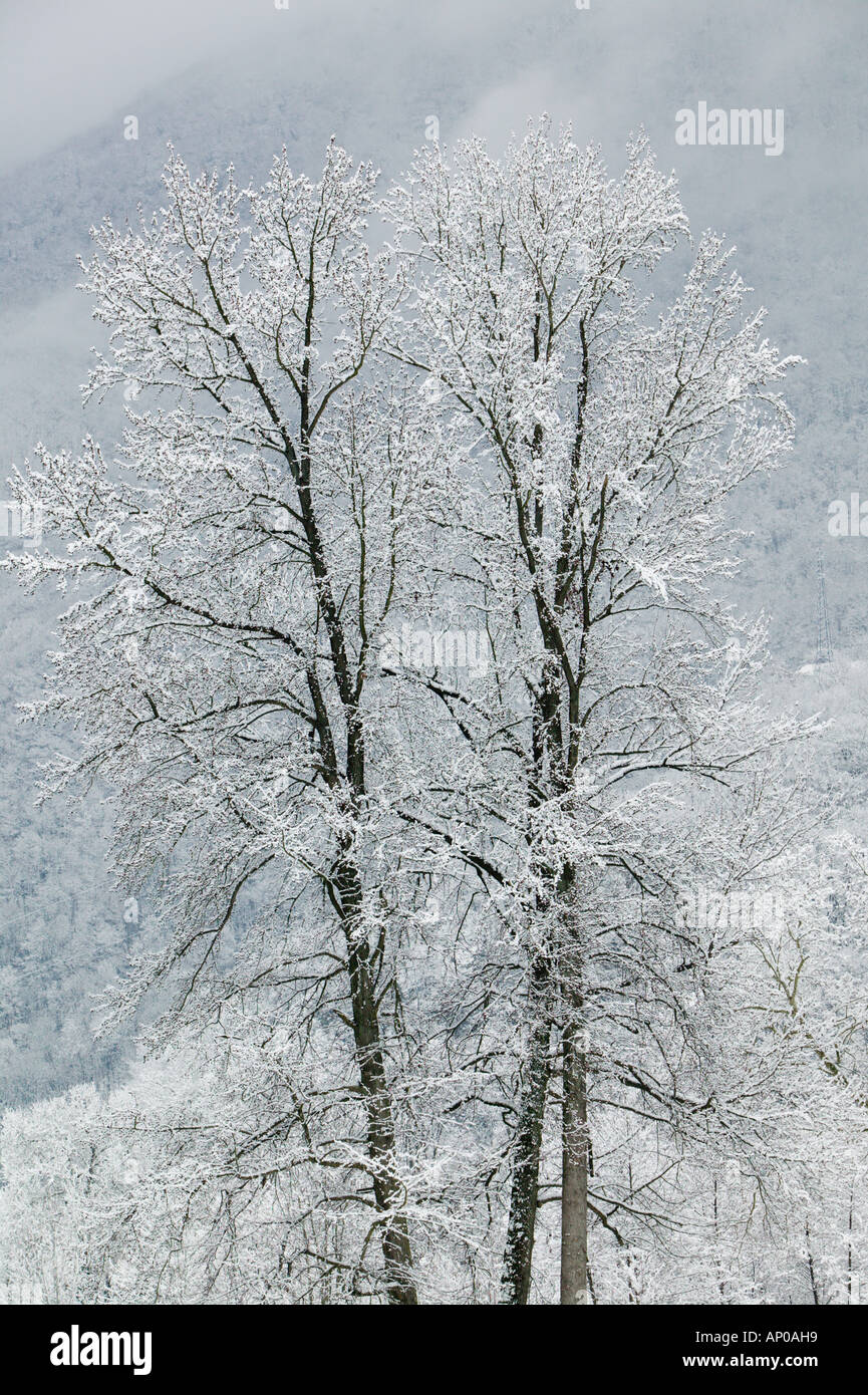 Frankreich, Französische Alpen (Isere), VIZILLE: Chateau de Vizille Park nach Wintersturm Stockfoto