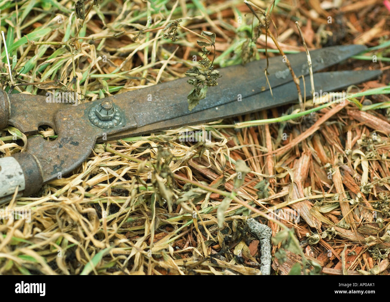 Baum-, Rebscheren liegen auf dem Rasen Stockfoto