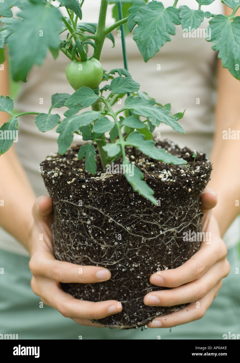 Inhaber unpotted Tomatenpflanze Stockfoto
