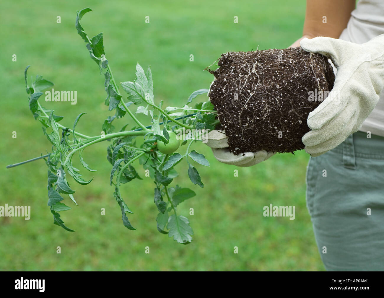 Inhaber unpotted Tomatenpflanze seitwärts Stockfoto