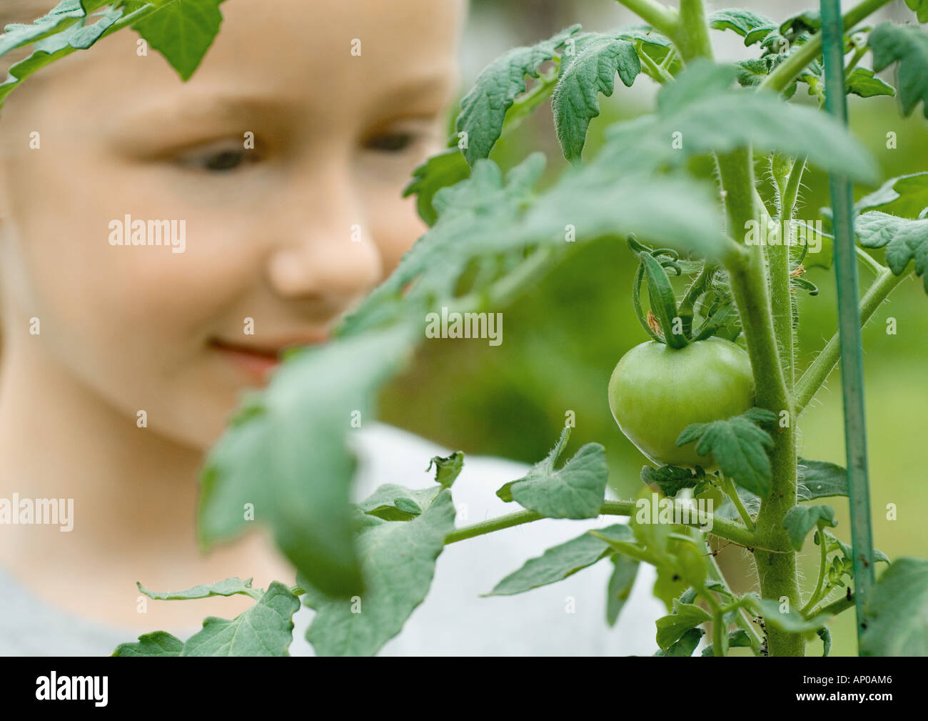 Blick auf Tomaten wachsen Mädchen Stockfoto