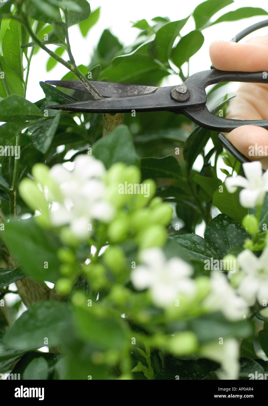 Hand, Jasmin Pflanze mit einer Schere beschneiden Stockfotografie - Alamy