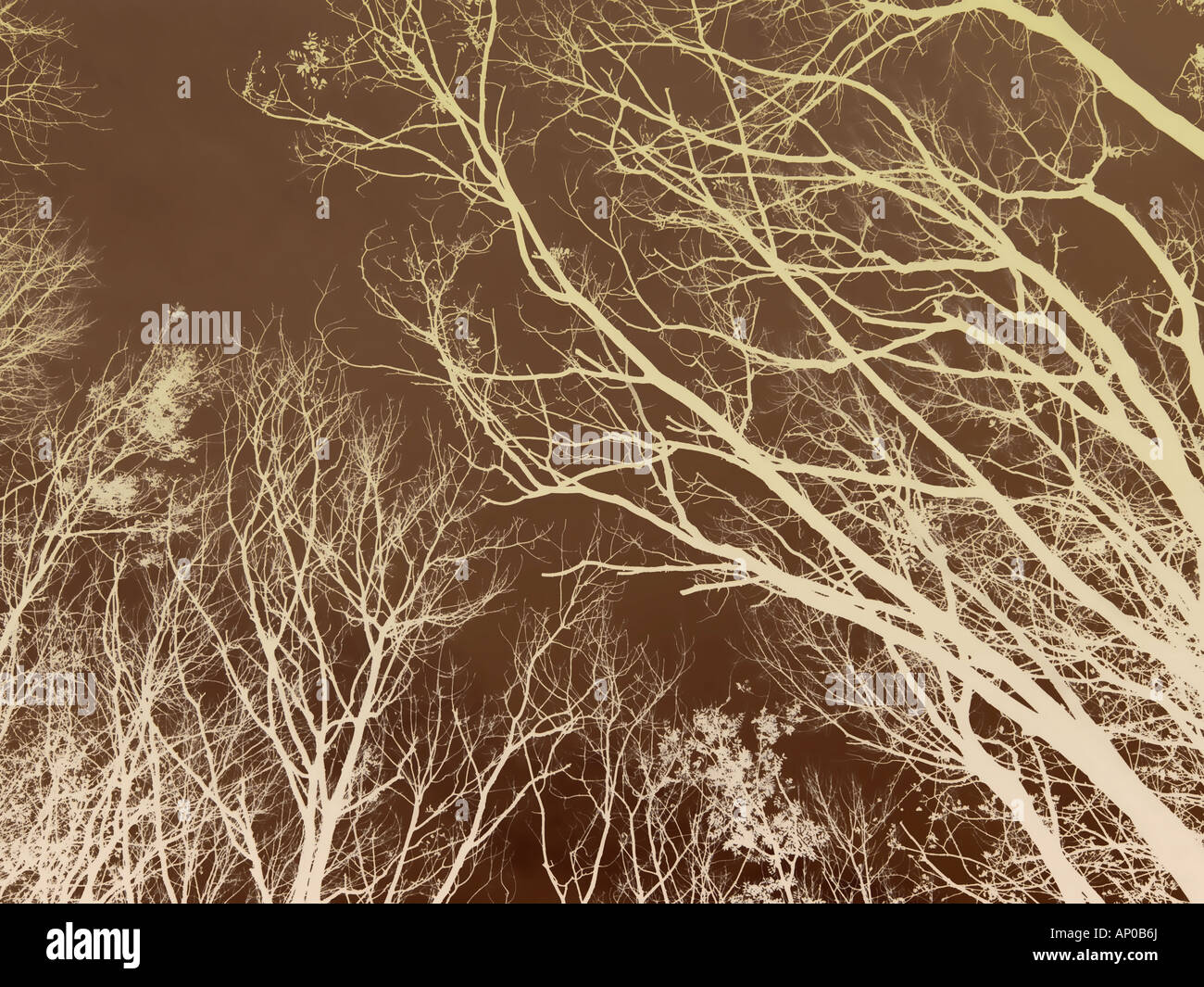 Abbildung Abstrakt Baum Stockfoto
