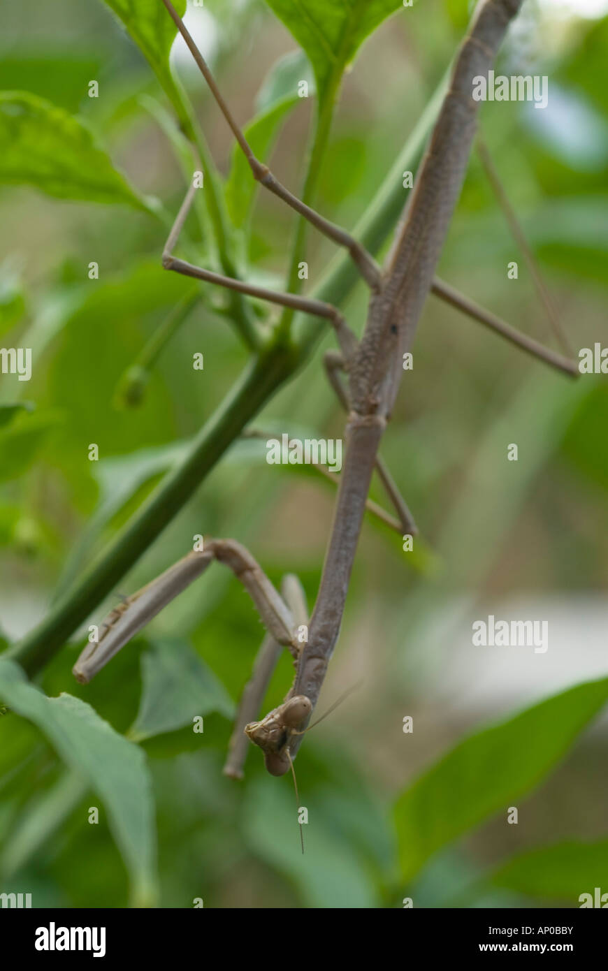 Jagd-Mantis Stockfoto