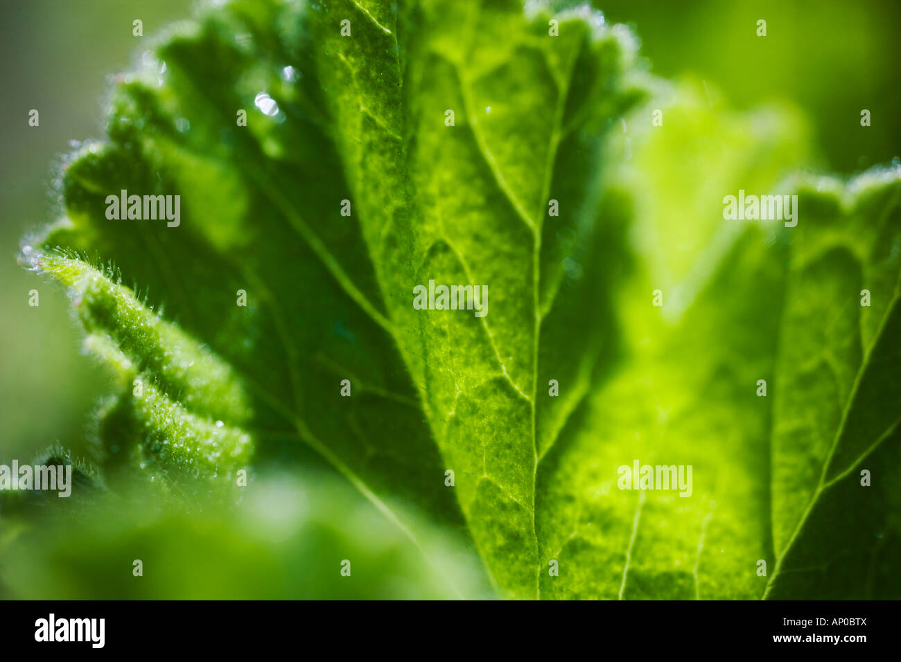 Blatt-Detail in Makro Stockfoto