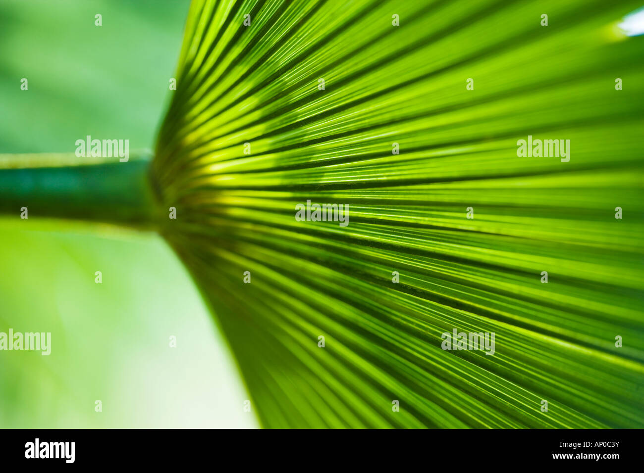 Palmblatt im detail Stockfoto
