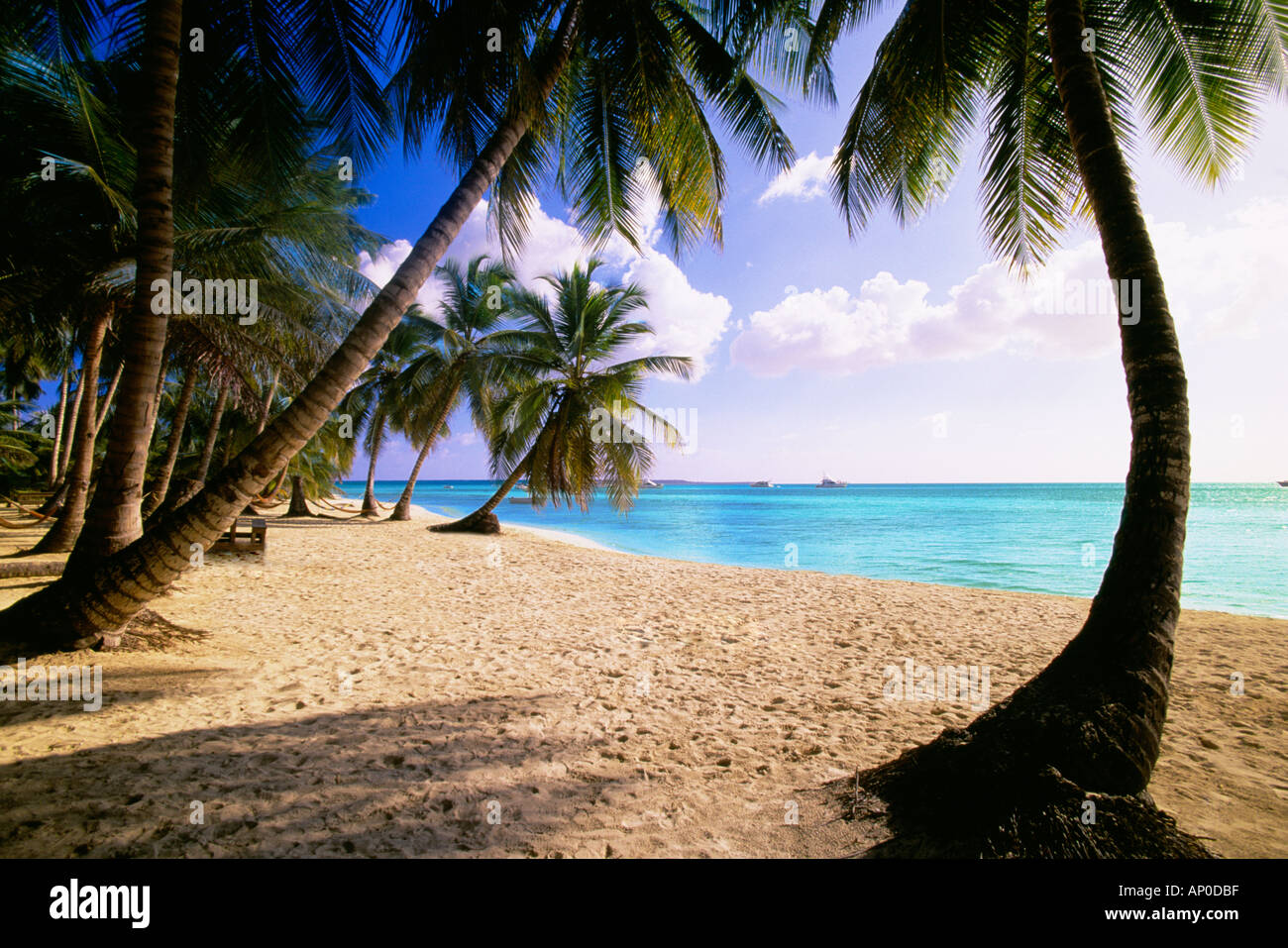 Weißer Sandstrand mit Palmen in der Dominikanischen Republik Stockfoto