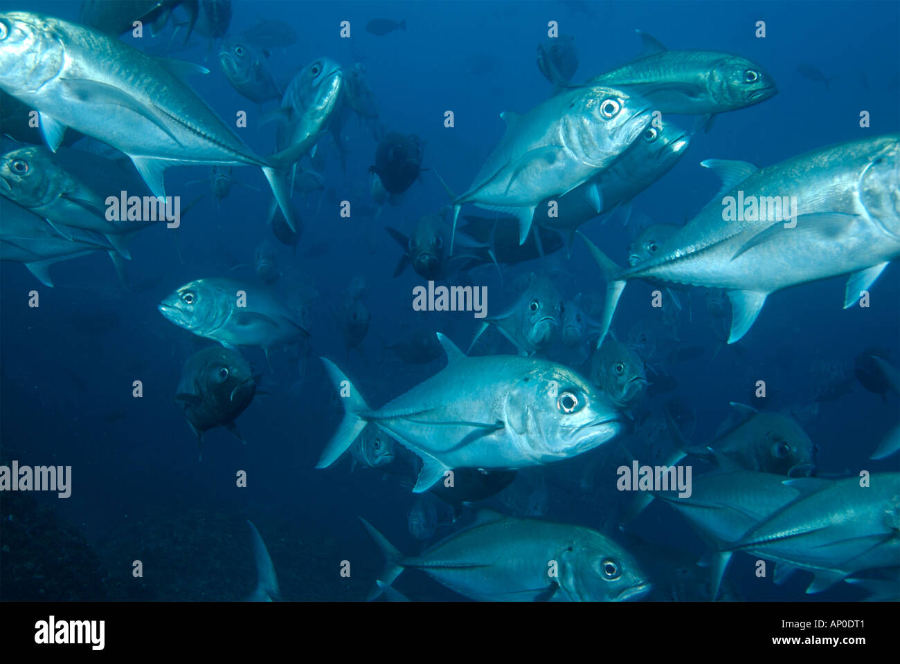 Eine große Schule von Horse Eye Jacks Cocos Island Costa Rica Stockfoto