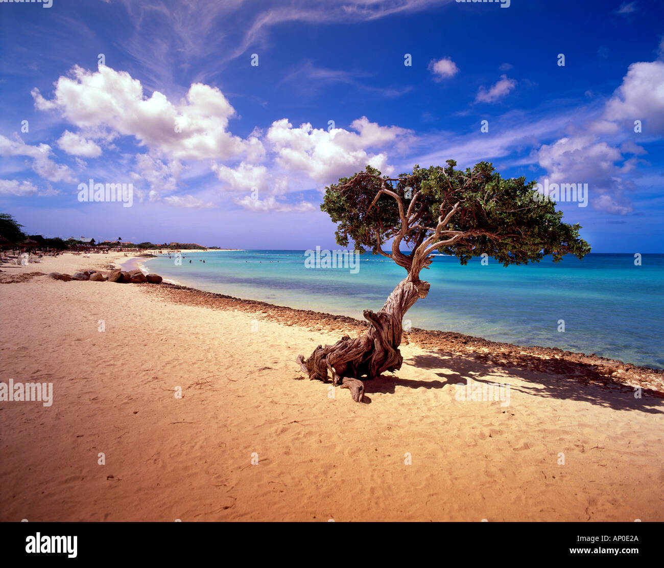 Ein einzigen Divi Divi Baum wächst am Rand Wassers auf der karibischen Insel Aruba Stockfoto