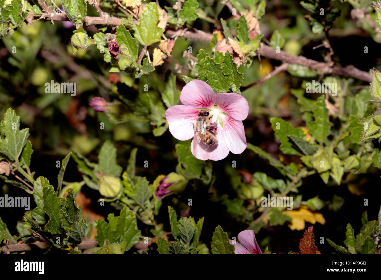 Honig Biene auf afrikanischen, Cape, behaart oder falsche Malve / Hibiscus/Sandrose Zwerg-Apis Mellifera auf Anisodontea Scabrosa-Malvaceae Stockfoto