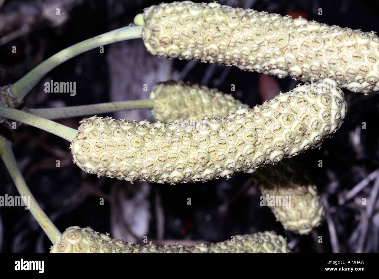 Kohl Baum Früchte-Cussonia Spicata-Familie Araliaceae Stockfoto