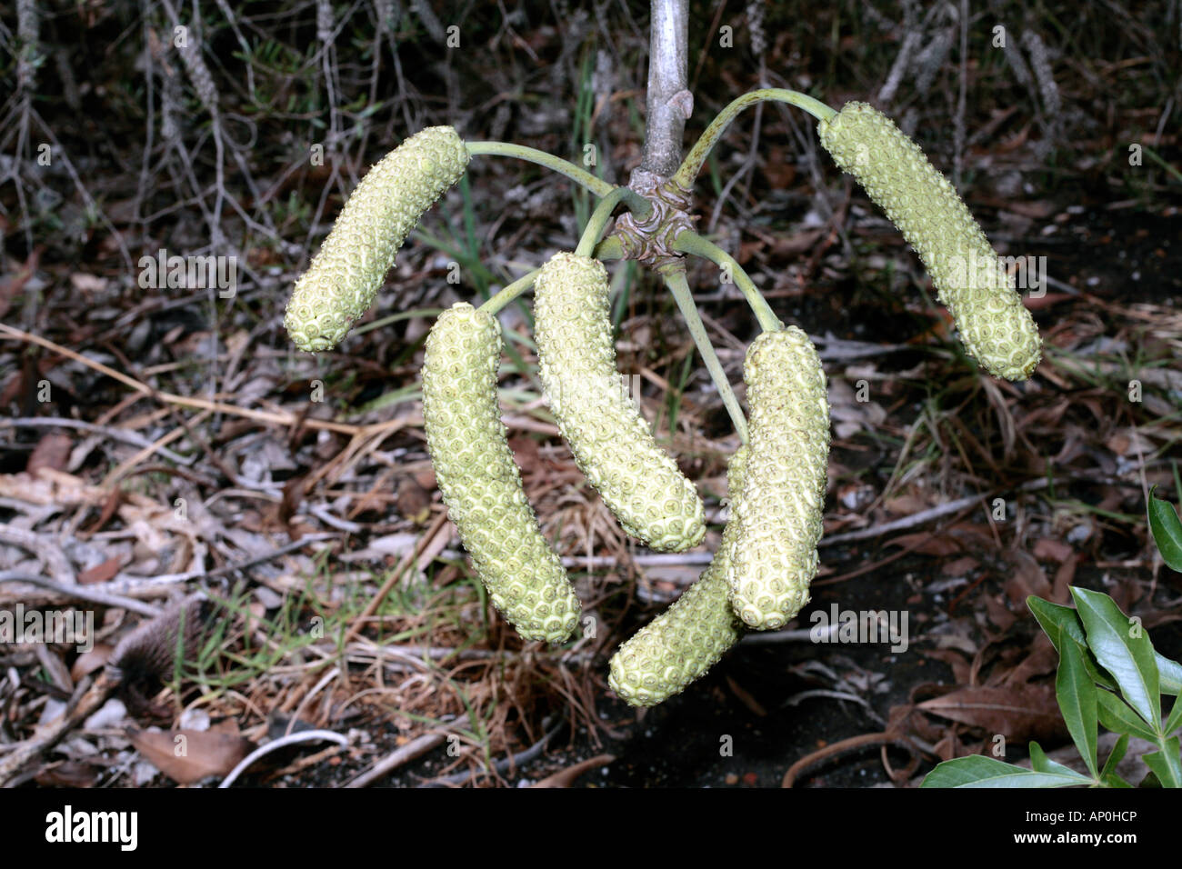 Kohl Baum Früchte-Cussonia Spicata-Familie Araliaceae Stockfoto
