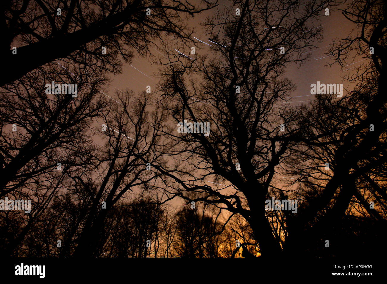 Starstreaks und alten Bäumen am Telemarkslunden, einem geschützten Wald in Rygge Kommune, Østfold Fylke, Norwegen. Stockfoto