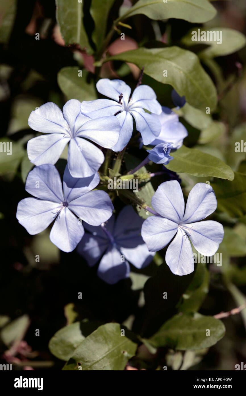 Graphit/Leadwort-Plumbago Auriculata-Familie Plumbaginaceae Stockfoto