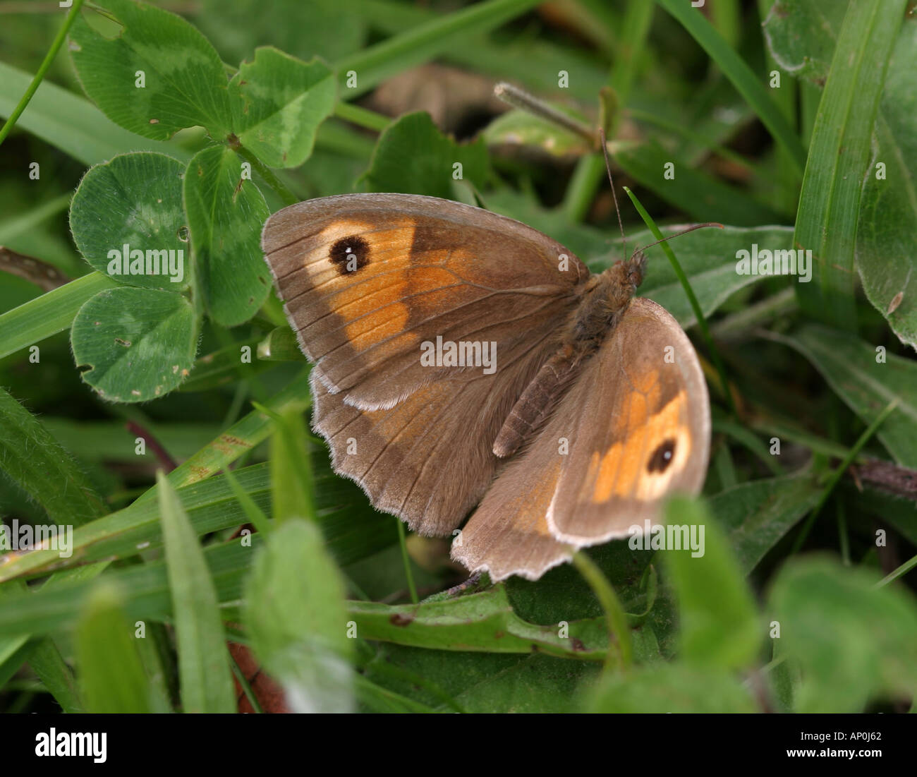 Wiese braun Schmetterling auf Klee Stockfoto