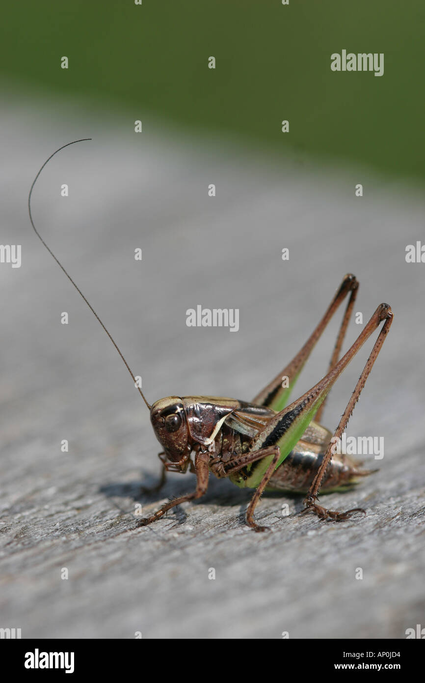 Cricket im Ruhezustand auf Promenade Stockfoto