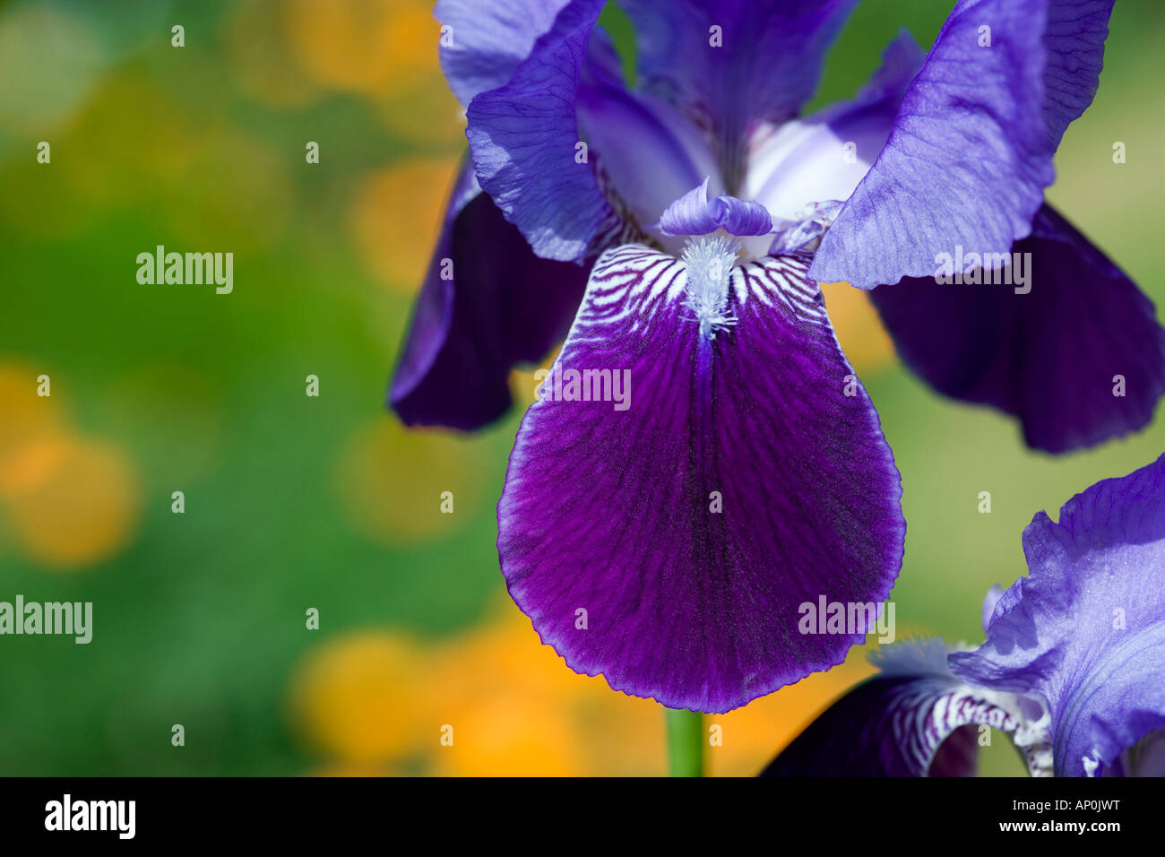 Atemberaubende lila Iris Blume in Nahaufnahme detail Stockfoto