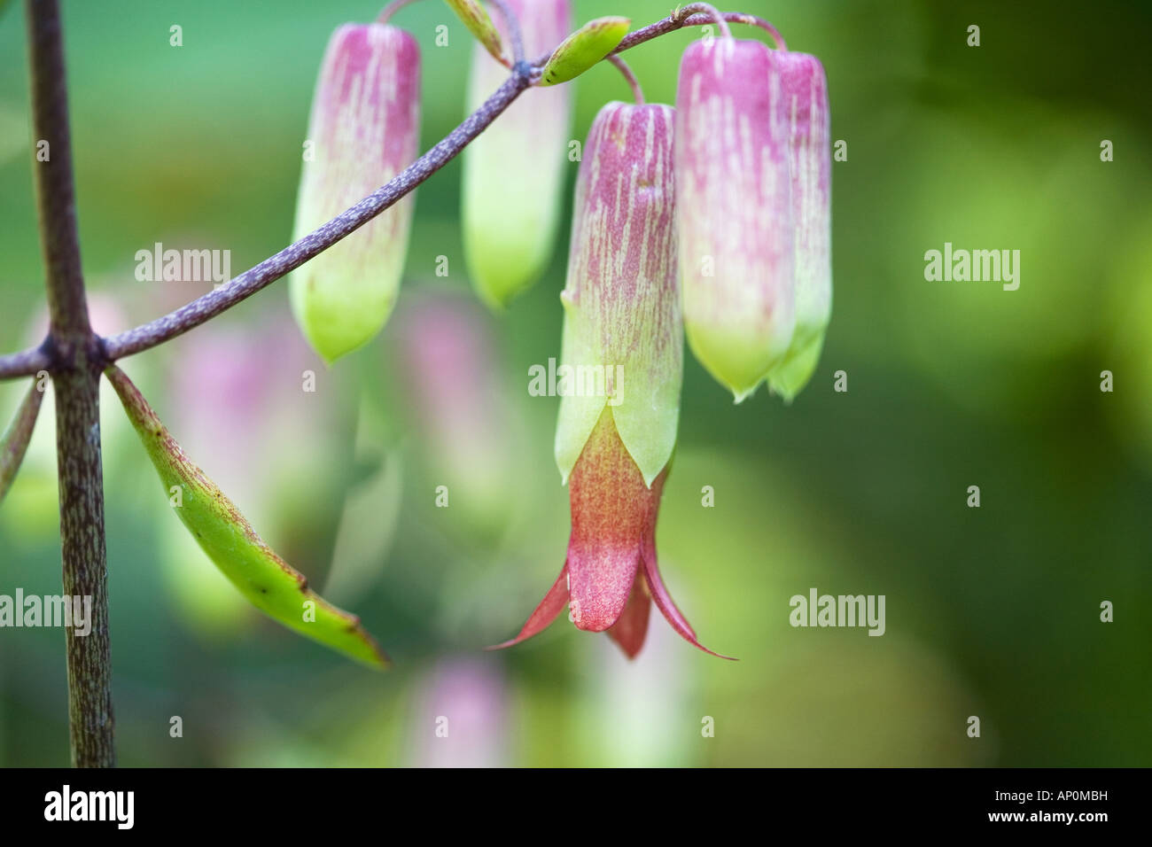 Kalanchoe Pinnata. Die Glocken der Kathedrale. Luft-Anlage. Wunder-Blatt-Blume Stockfoto