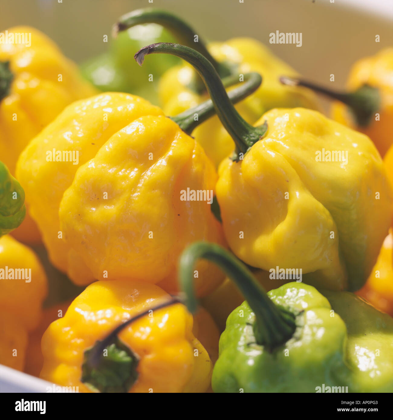 Scotch Bonnet Habenero Peperoni Stockfoto