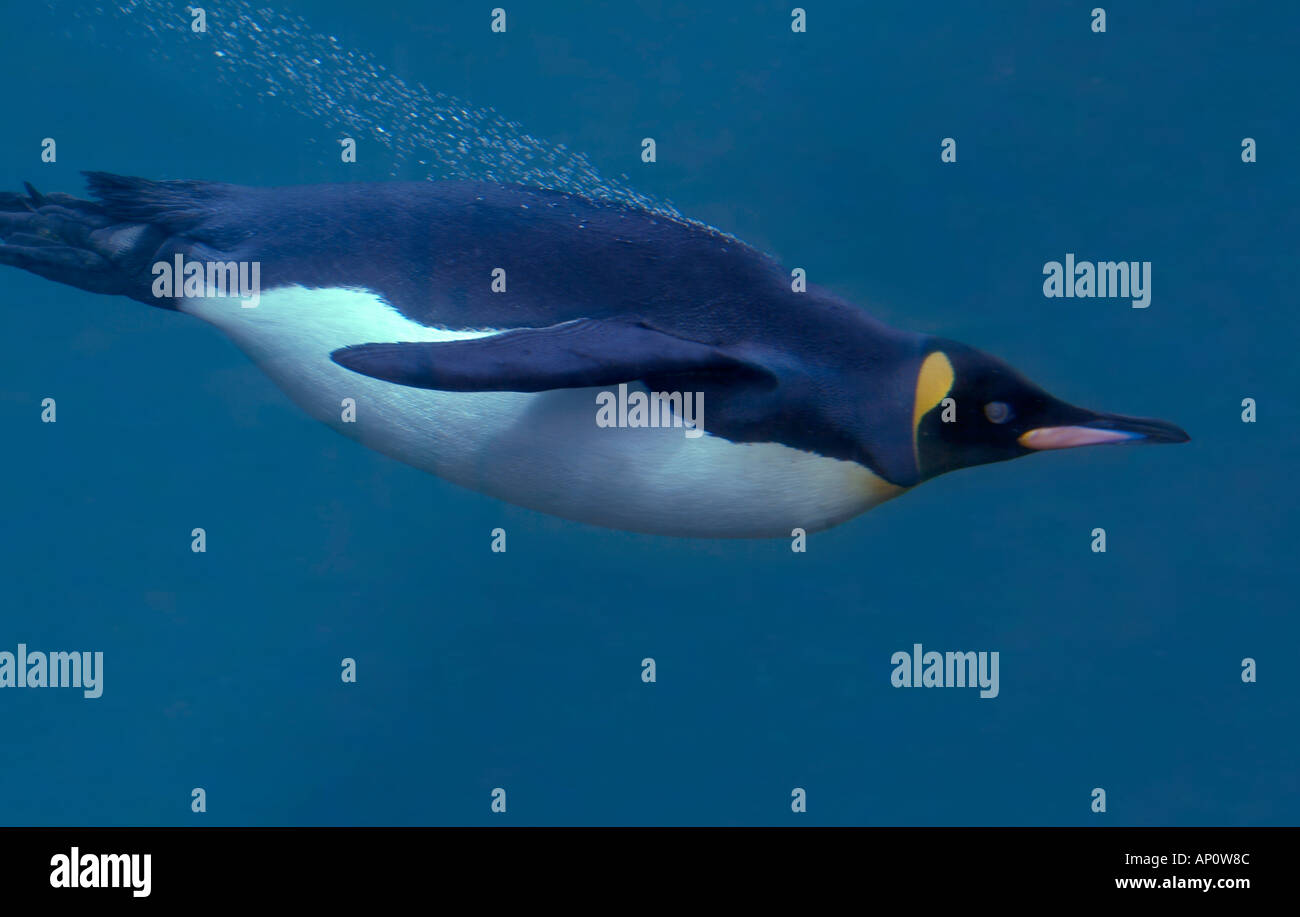 KÖNIGSPINGUIN schwimmen Aptenodytes patagonicus Stockfoto