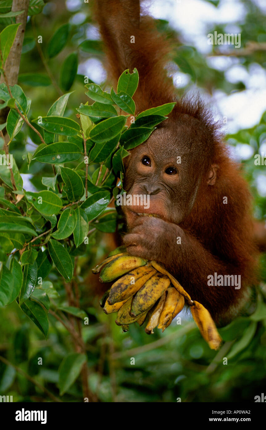 BORNEAN ORANGUTAN Pongo Pygmaeus jungen Bananen essen Stockfoto
