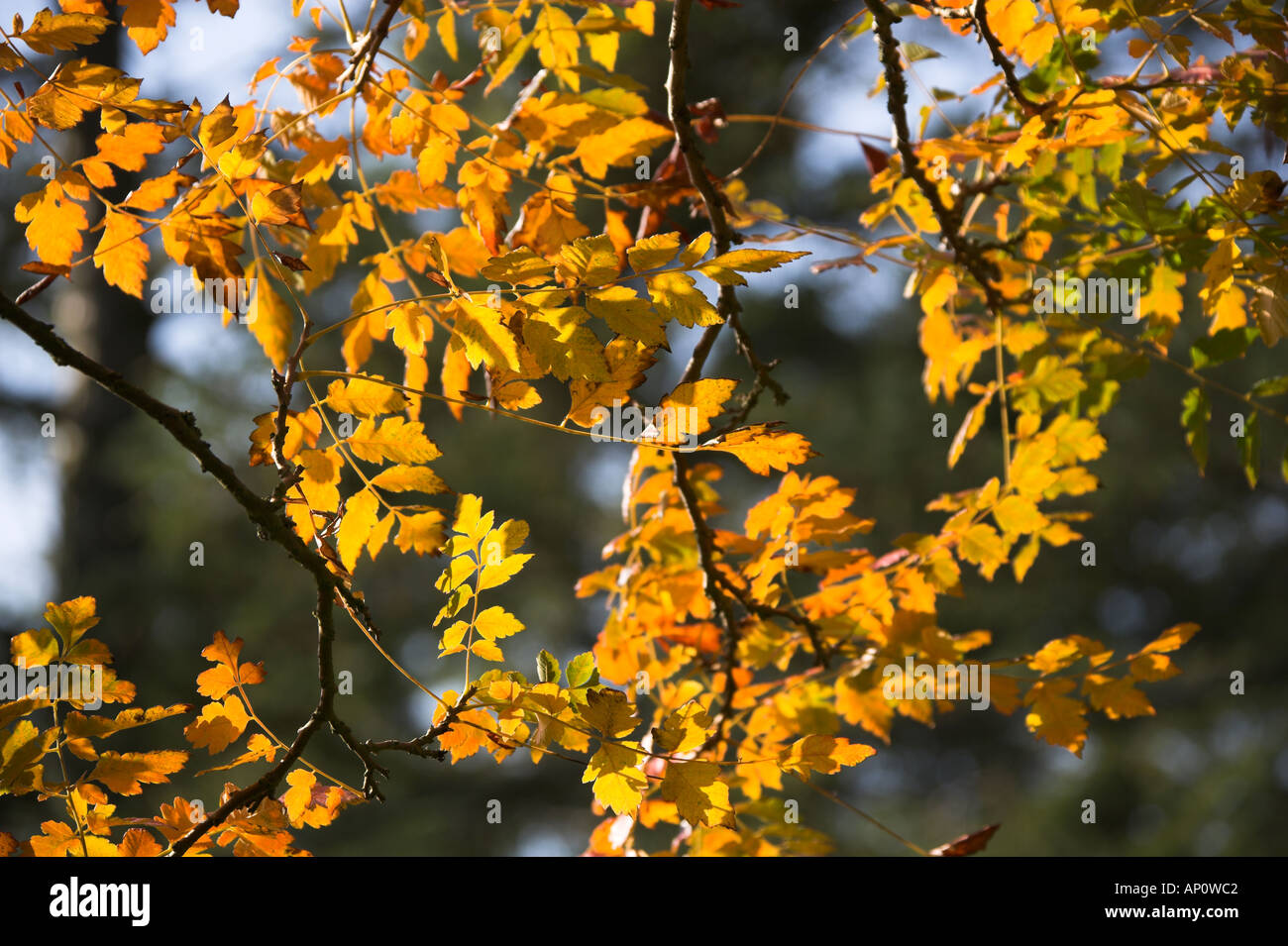 Bunten Herbstlaub Stockfoto