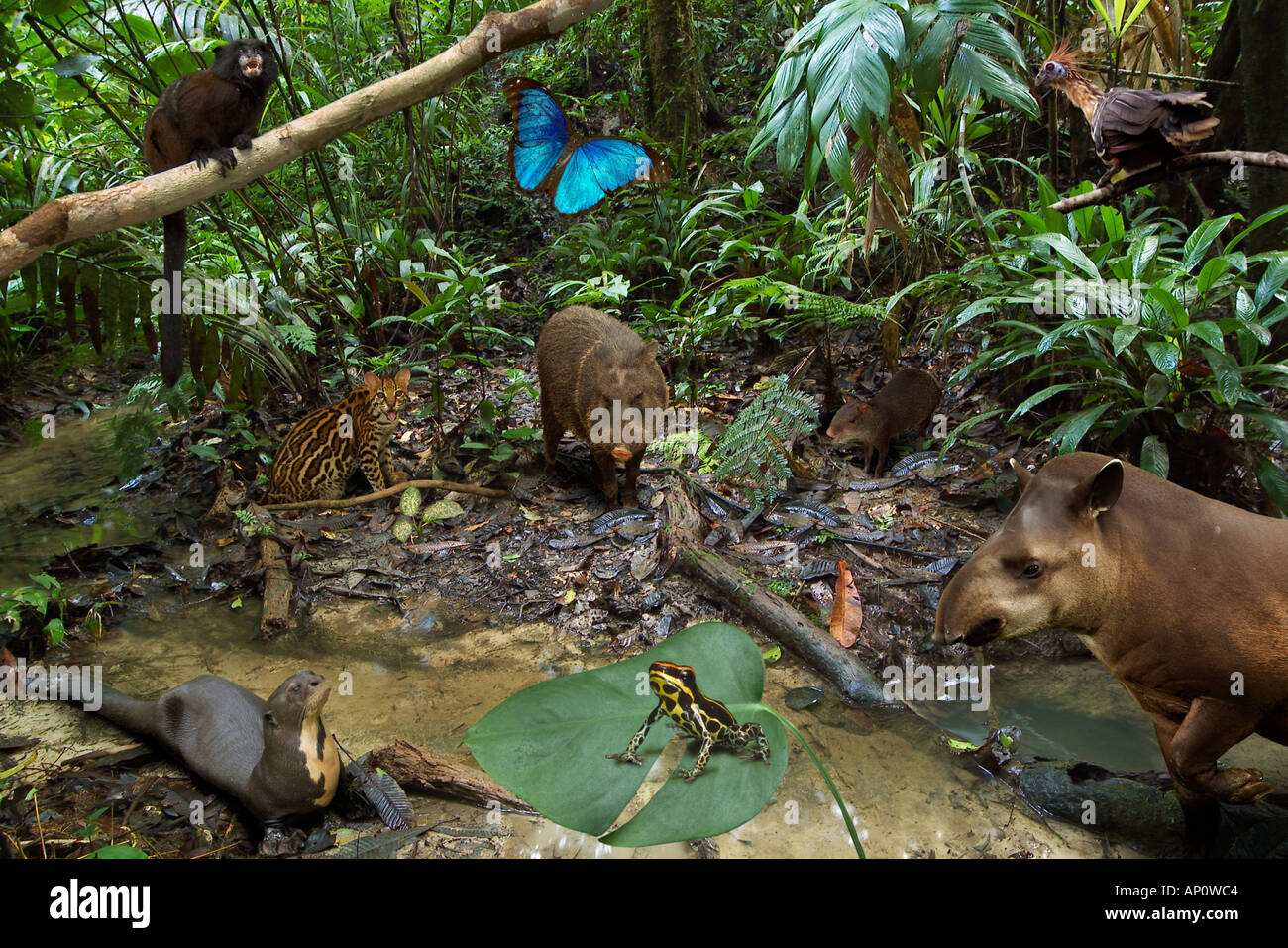 Amazonas REGENWALDTIERE montage Stockfoto