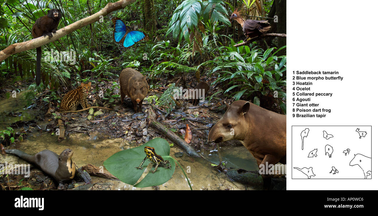 Amazonas REGENWALDTIERE Montage mit Schlüssel Stockfoto
