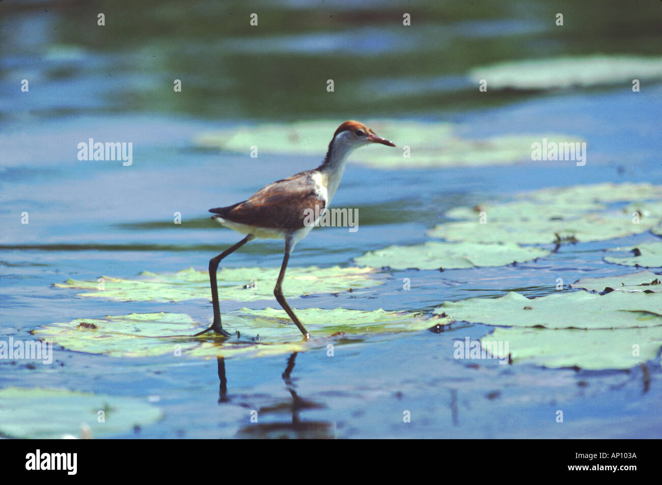 Lilie Trichter Jacana Vogel Yellow Waters Lagune Northern Territory Australien Stockfoto