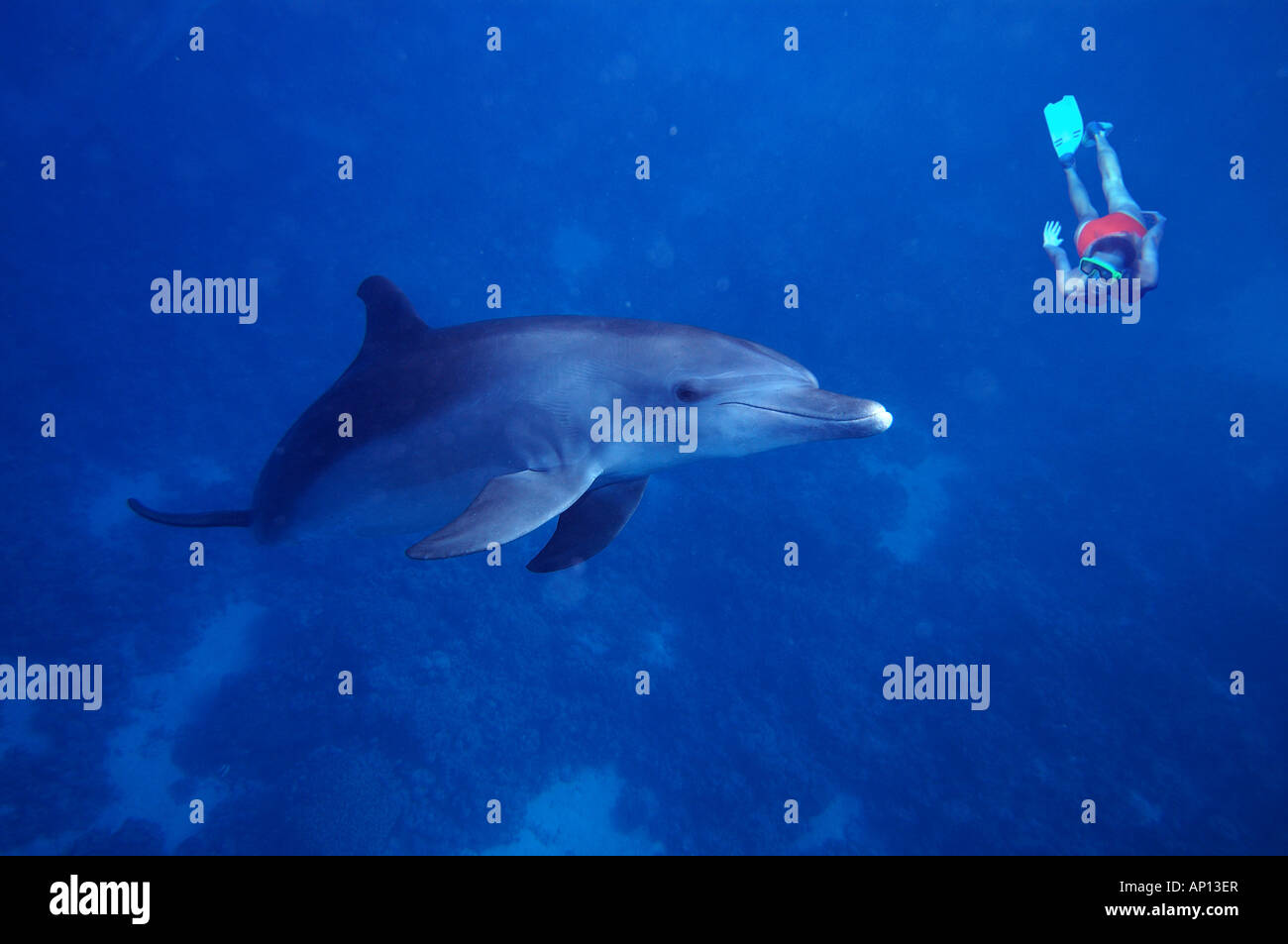 Taucher trifft Delphin, Soma Bay, Rotes Meer, Ägypten Stockfoto