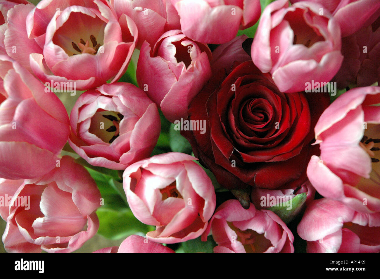 Rote Rose zum Valentinstag Stockfoto