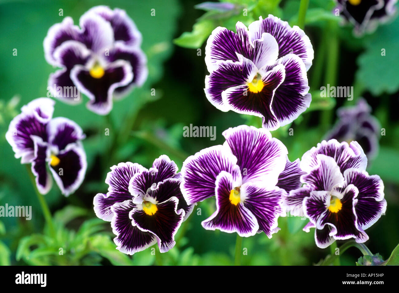 Garten-Stiefmütterchen (Viola X wittrockiana), Blumen Stockfoto