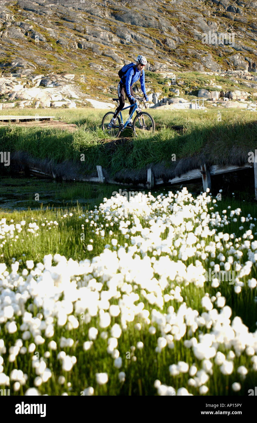 Ein Mann-Mountainbiken in der Nähe ein Feld voller Blumen, Jakobshavn, Ilulissat, Grönland Stockfoto