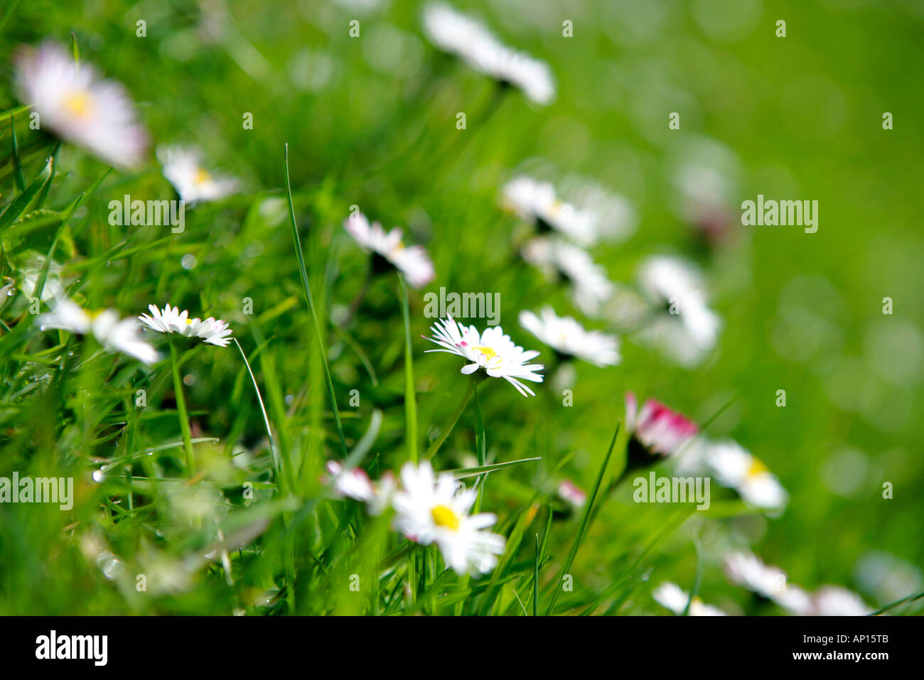 Nahaufnahme von Gänseblümchen Stockfoto