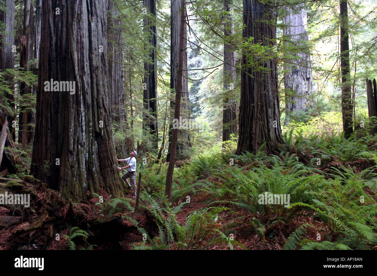 Mammutbäume in Prairie Creek Redwoods State Park, Kalifornien, USA Stockfoto