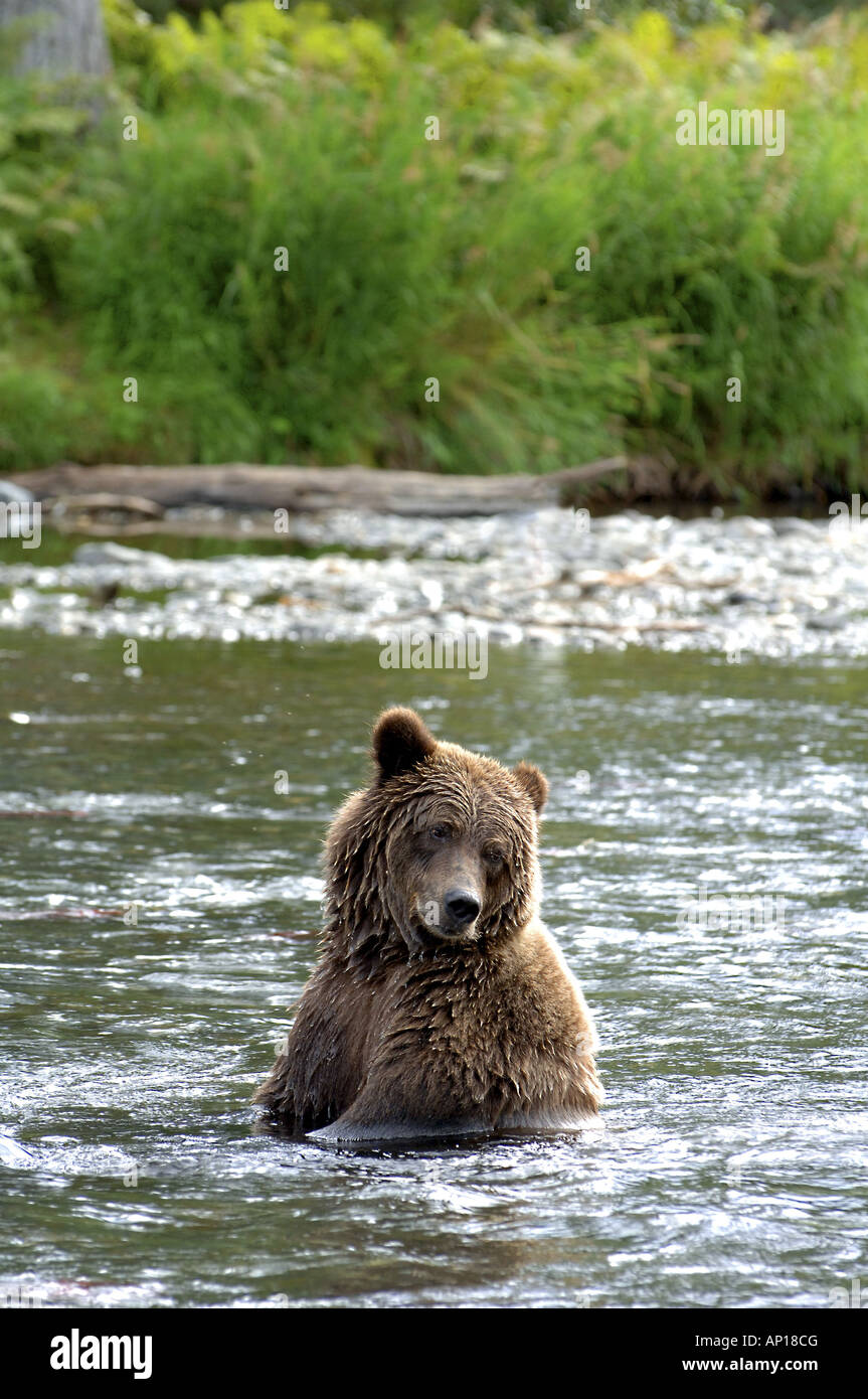 Brauner Bär, Grizzly in Rainbow River, Kenai Halbinsel, Alaska, USA Stockfoto