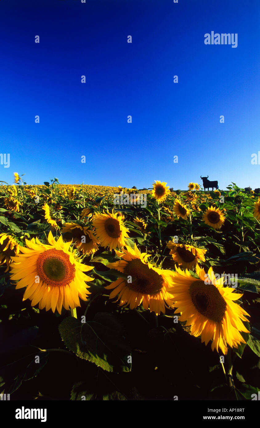 Osborne-Stier in einem Sonnenblumenfeld, Provinz Cadiz, Andalusien, Spanien Stockfoto