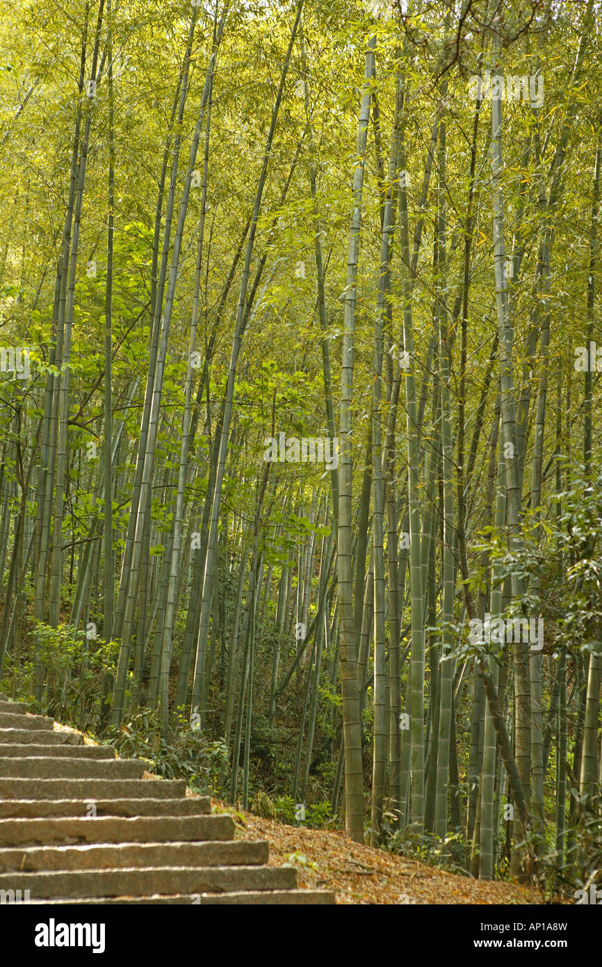 Treppe aus bambus -Fotos und -Bildmaterial in hoher Auflsung  Alamy