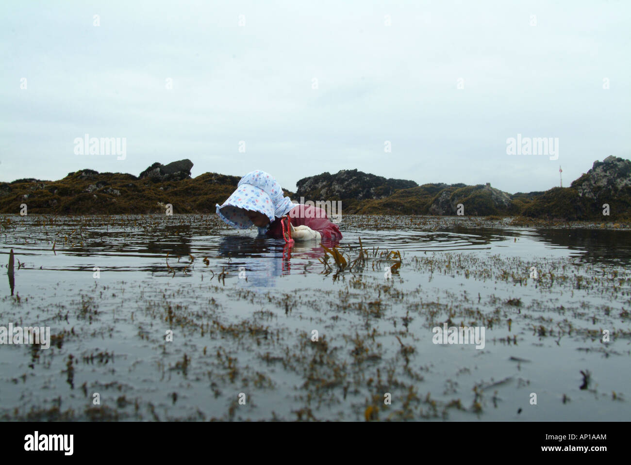 Frau, die Ernte der Algen, Hamaogi, Chiba, Tokio, Japan Stockfoto