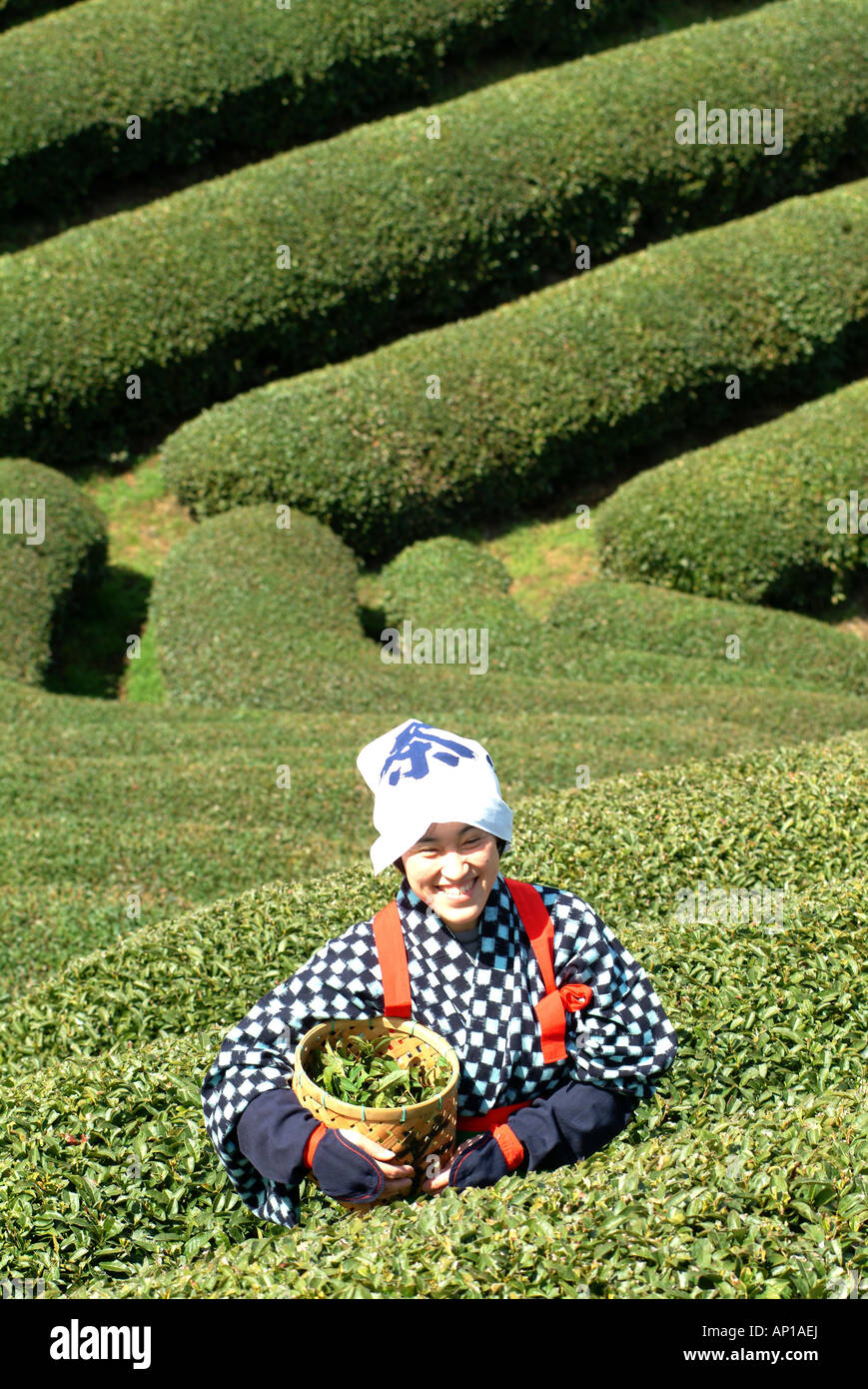 Frau Kommissionierung Tee Blätter, Uji, Bezirk von Kyoto, Japan Stockfoto