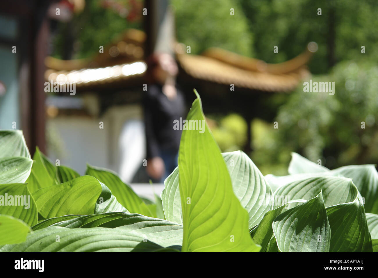 Frau hinter Pflanzen im West Park, Munich, Bavaria, Germany Stockfoto