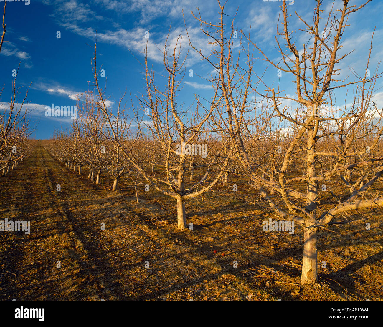 Landwirtschaft - rote leckere high-Density Apfelplantage im frühen Frühjahr Ruhephase / Yakima County, Washington, USA. Stockfoto