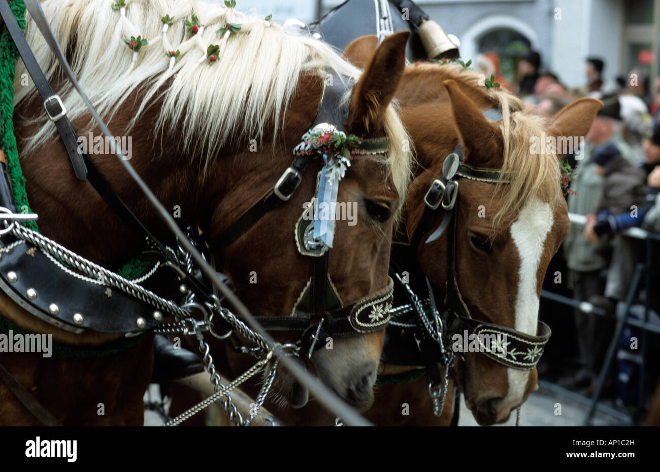 Pferde beim Festival der Leonhardiritt, Bad Tölz, Upper Bavaria, Bavaria, Germany Stockfoto