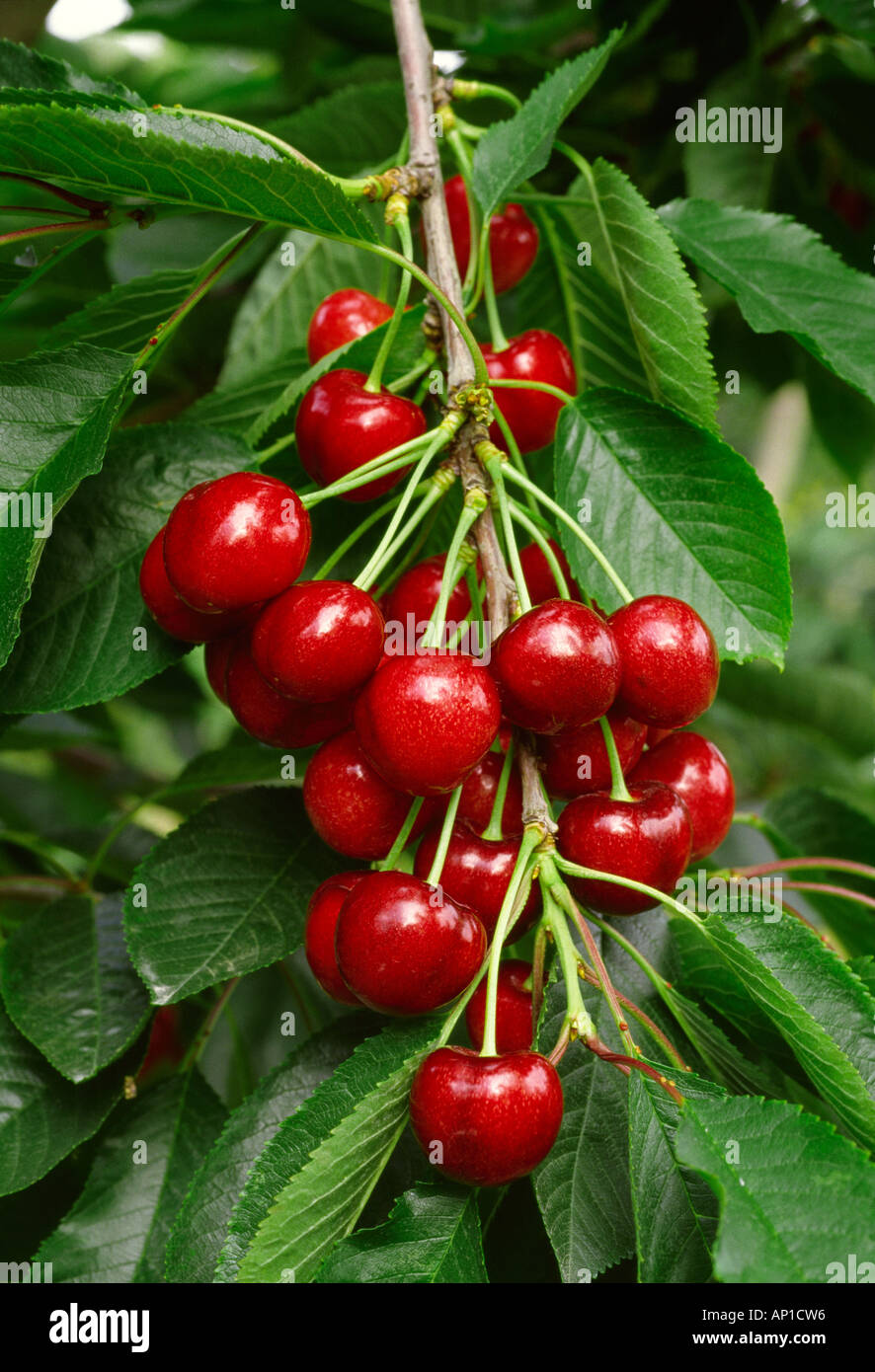 Landwirtschaft - eine Ansammlung von Reifen Bing Kirschen am Baum reif für die Ernte / Yakima Valley, Washington, USA. Stockfoto