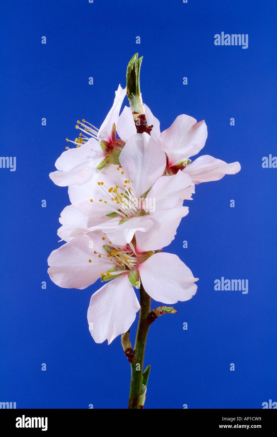 Landwirtschaft - Mandel Blüte Stufen; Voller Blüte; Vielfalt unerreicht; 1/3 Lifesize / Kalifornien, USA. Stockfoto