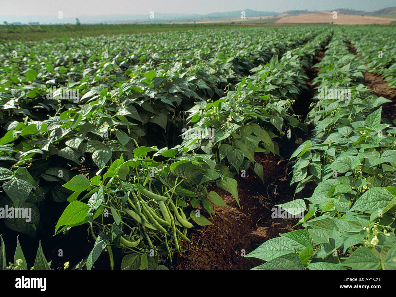 Landwirtschaft - Bereich der Reife grüne Bohnen reif für die Ernte /  Karacabey, Türkei Stockfotografie - Alamy