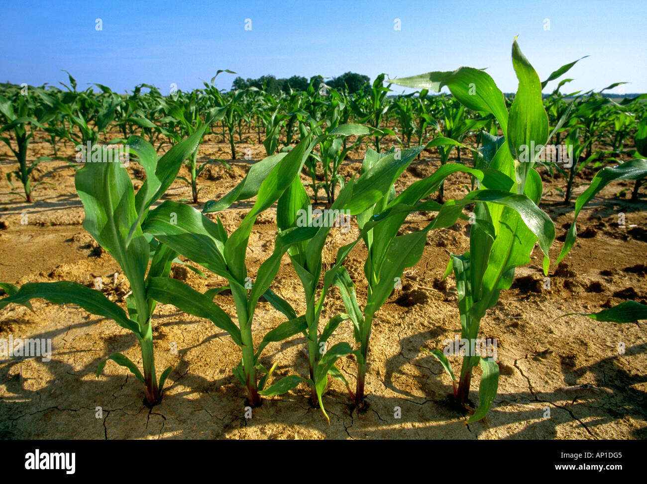 Landwirtschaft - frühe Wachstum Getreide Maispflanzen wachsen in einem konventionell bebaute Feld / Mississippi, USA. Stockfoto