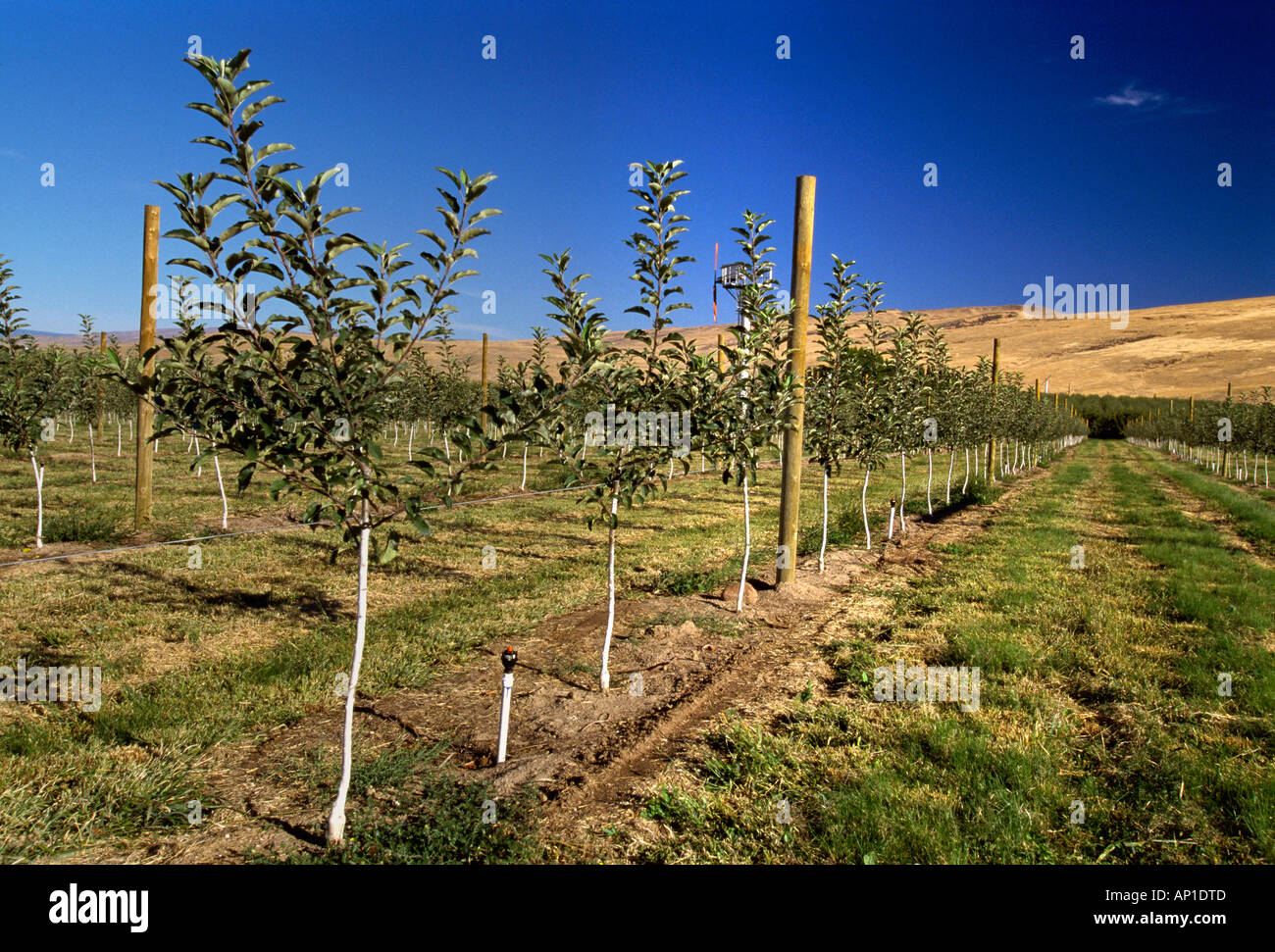 Neu gepflanzte Gala Apfelgarten mit hoher Dichte mit einem standard Pol Draht Gitter System und Frost Kontrolle Windmaschine / USA. Stockfoto